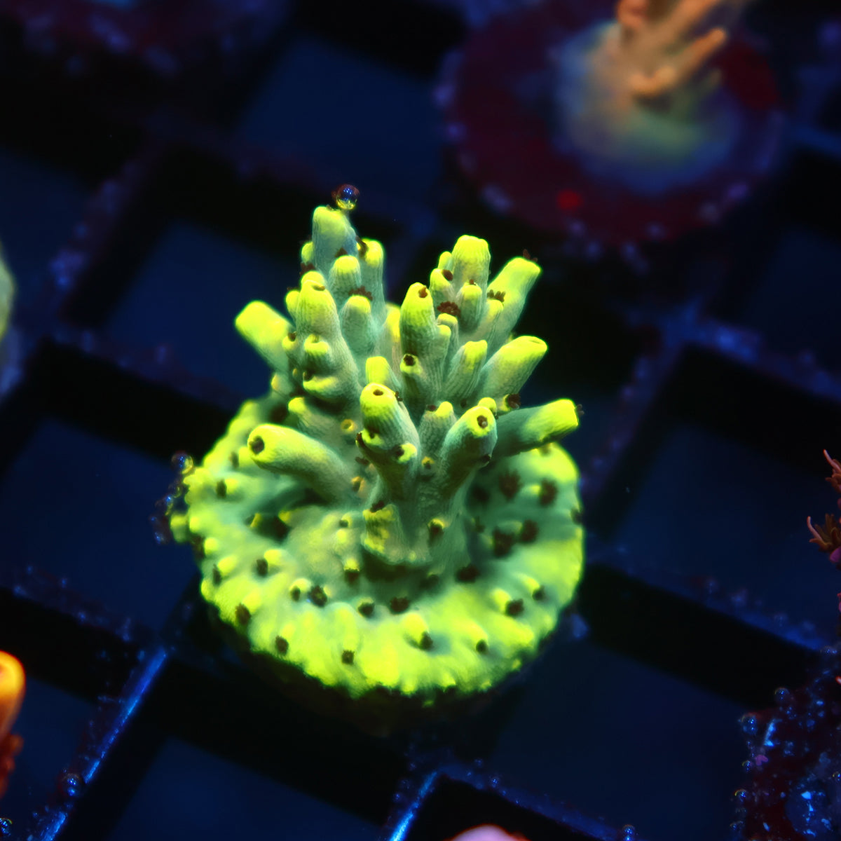 TCK Nuclear Speciosa