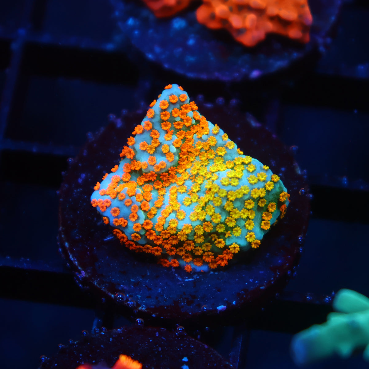 TCK Rainbow Roads Monti