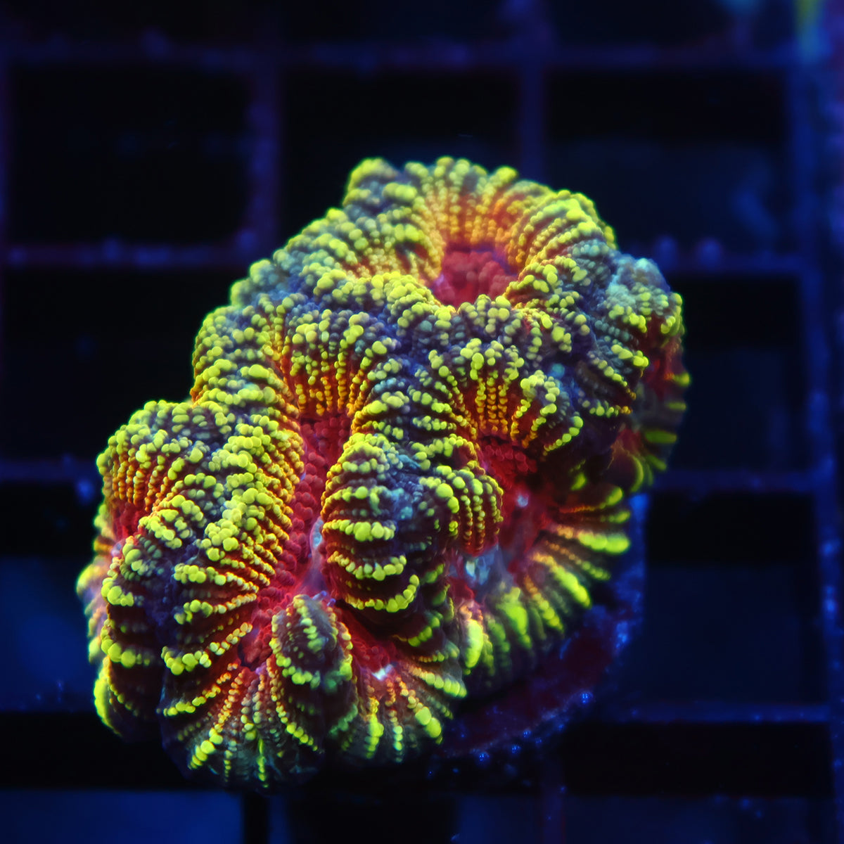 TCK Mayan Sun Favia