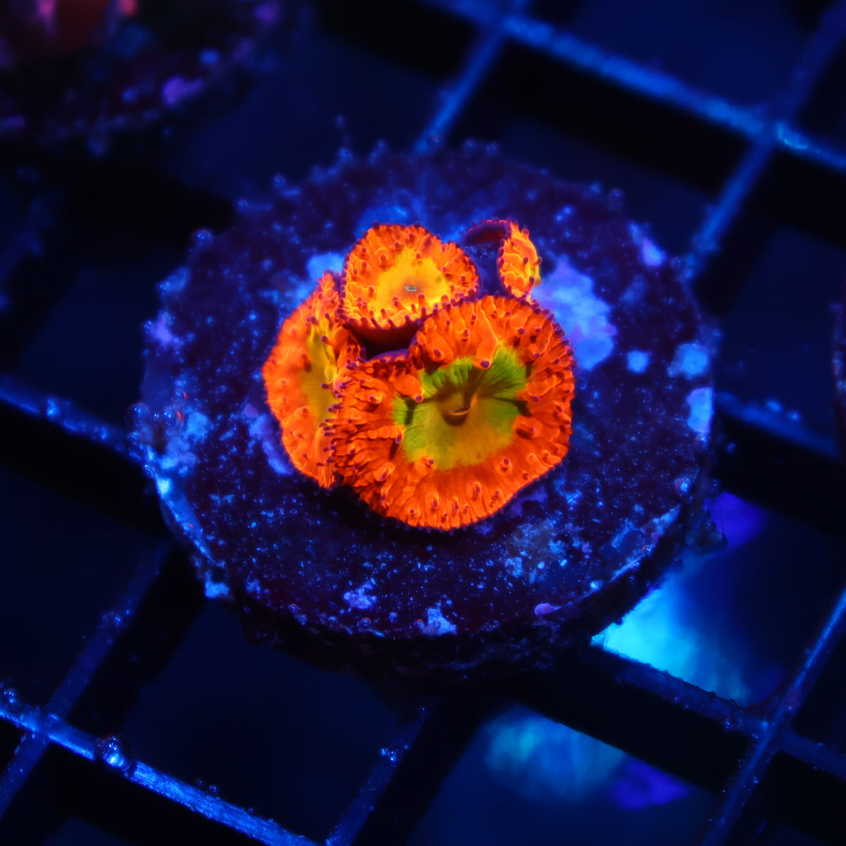 WWC OG Rainbow Blastos