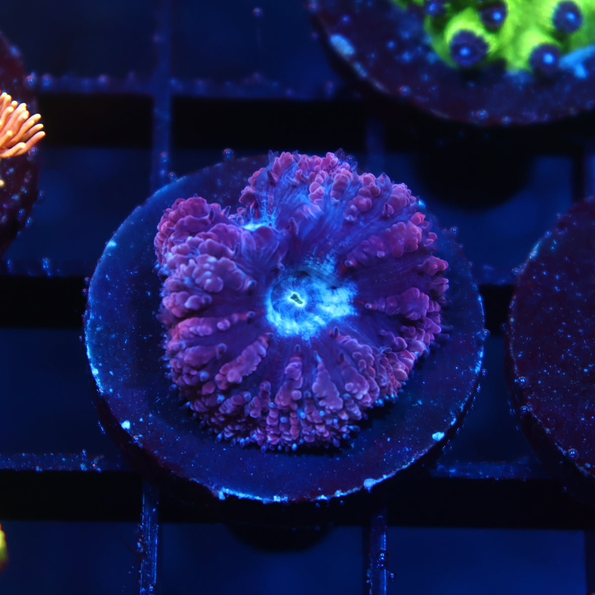 TCK Frosty Purple Blastos