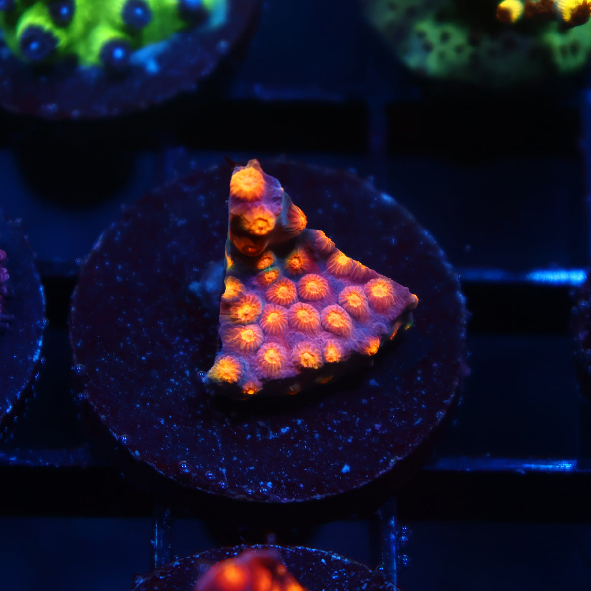 ARC Monet's Madness Cyphastrea