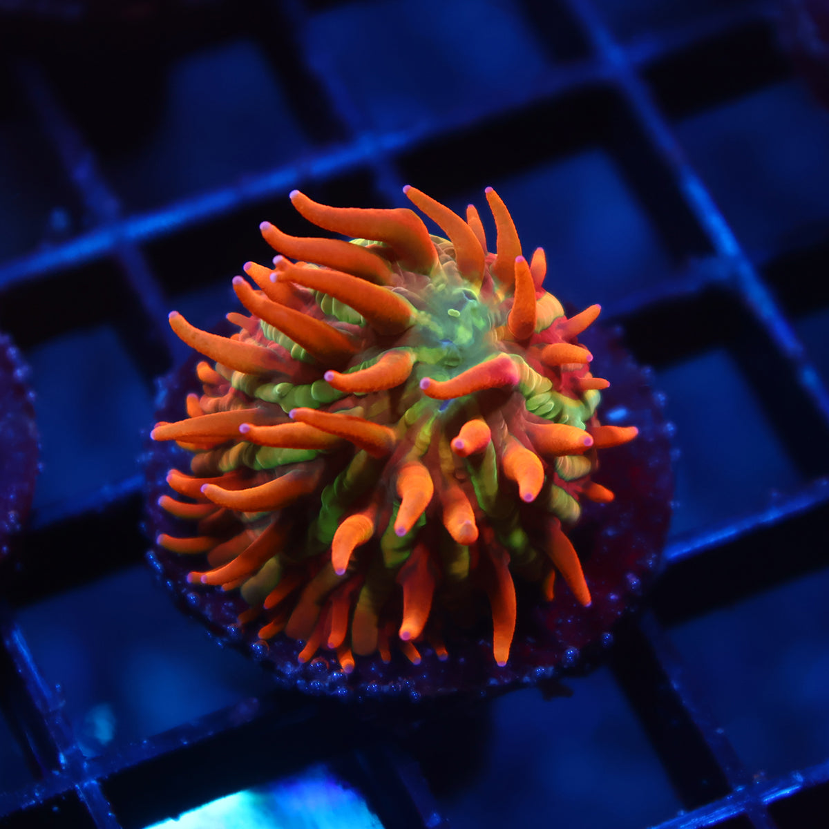 TCK Crazy BSA Diaseris