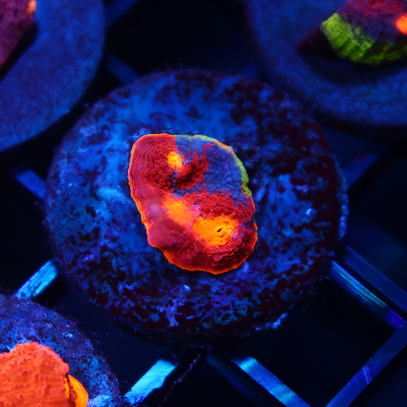 TCK Rainbow Dynamite Chalice