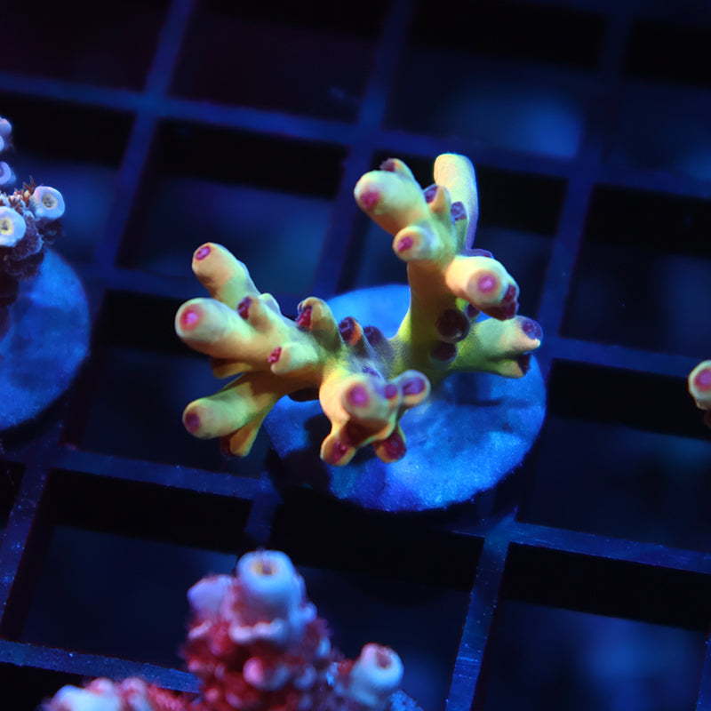 New Release TCK Avenger