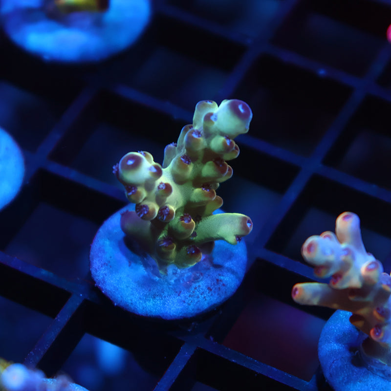 TCK New Release Ice Granulosa