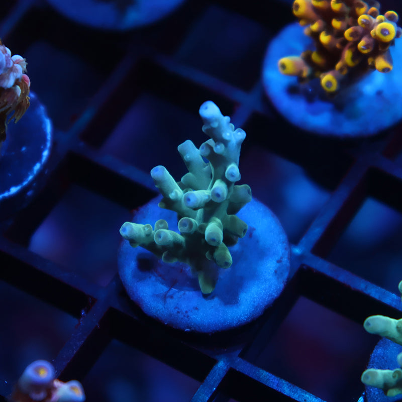 Sanjay's Blue Spruce Acro