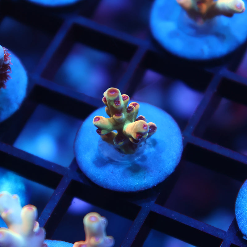 New Release TCK Avenger