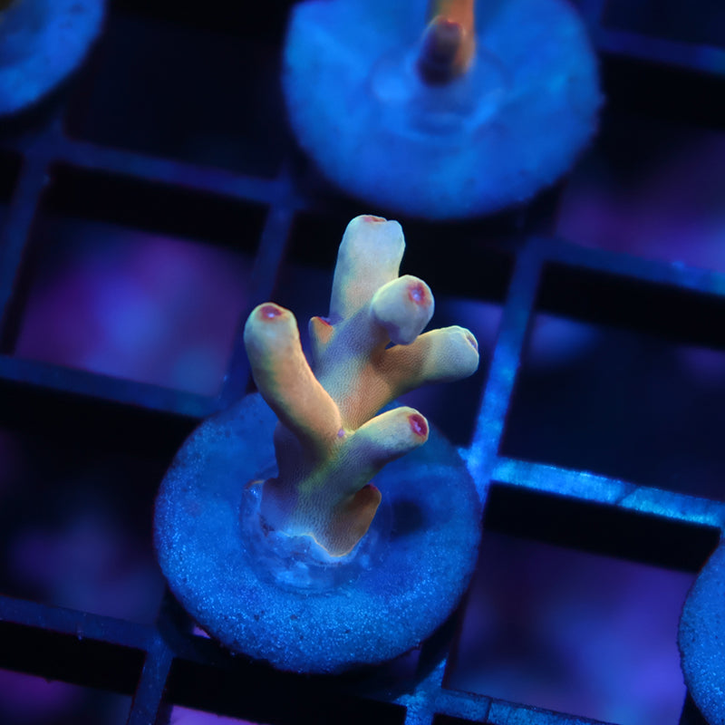 New Release TCK Rainbow Meltdown