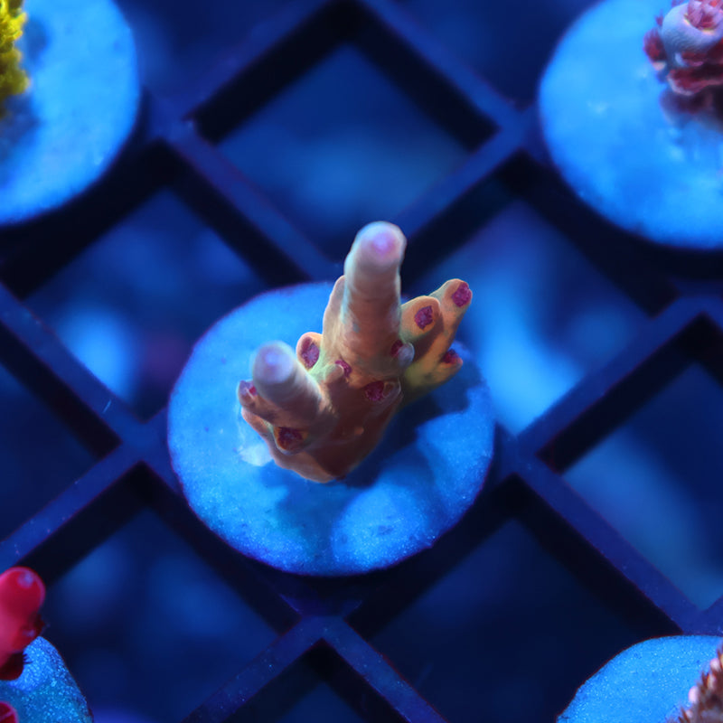 New Release TCK Rainbow Meltdown