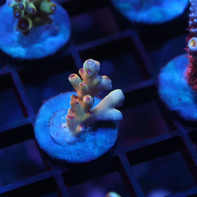 New Release TCK Rainbow Meltdown