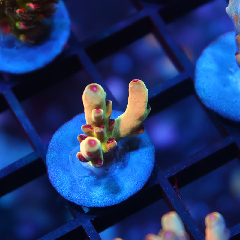 New Release TCK Avenger