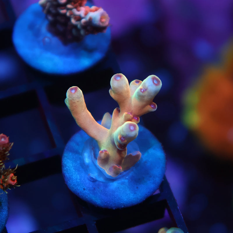 New Release TCK Jawbreaker