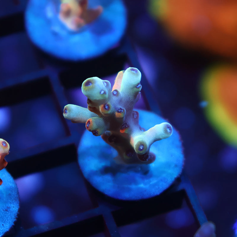 New Release TCK Rainbow Meltdown