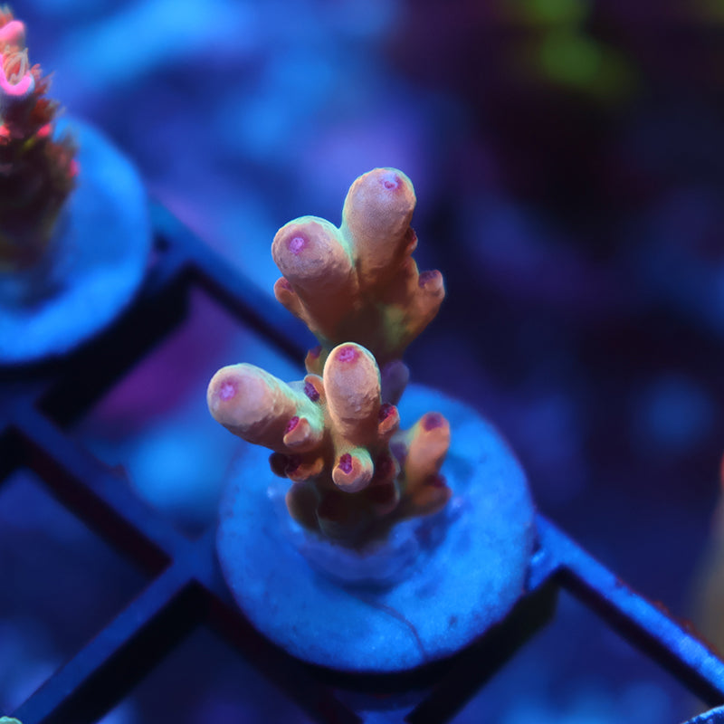 New Release TCK Bowser's Castle