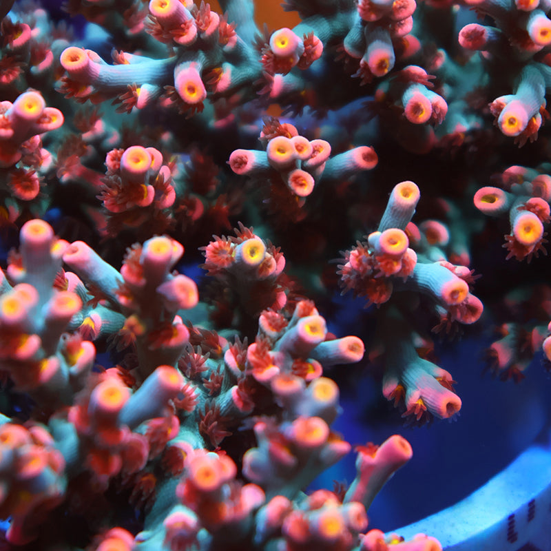 New Release TCK Pixie Dust Speciosa