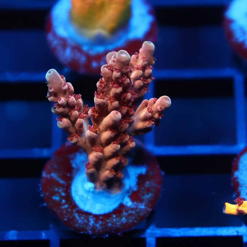 TCK Molten Core Acro