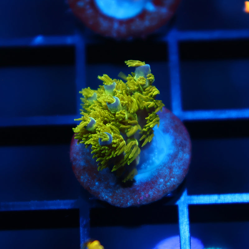 RRC Marvin The Martian