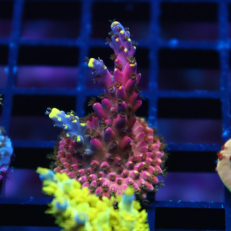 TCK Birthday Cake Acro