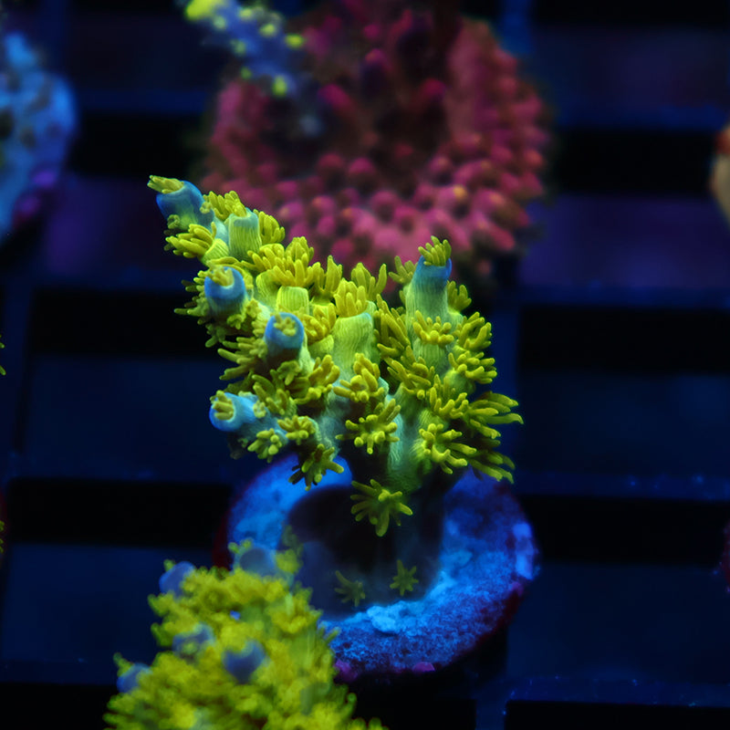 RRC Marvin The Martian