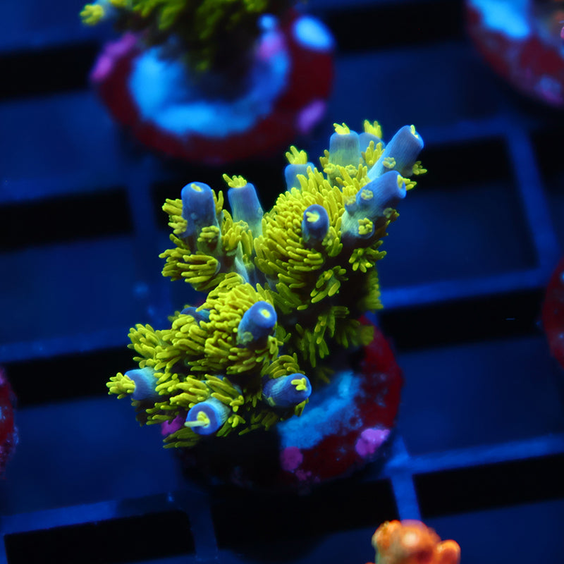 RRC Marvin The Martian