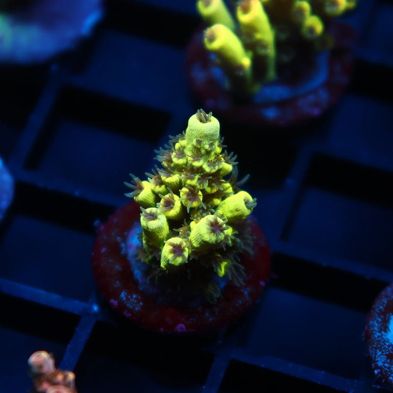 TCK Solar Beam Malaysia Tenuis