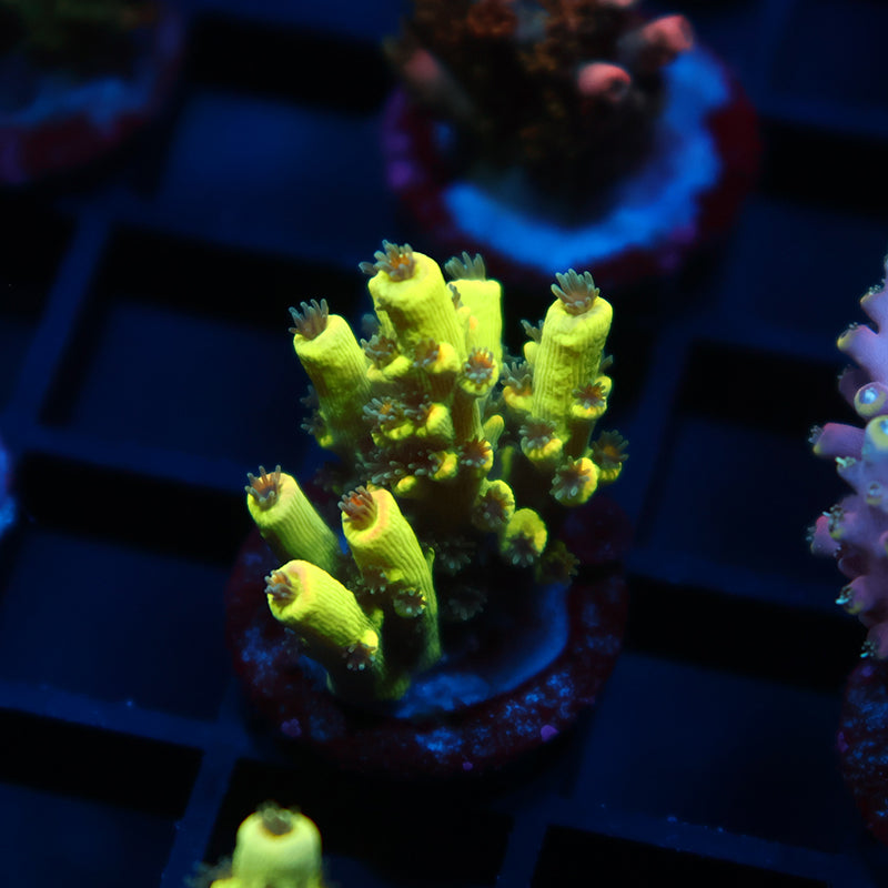 TCK Solar Beam Malaysia Tenuis