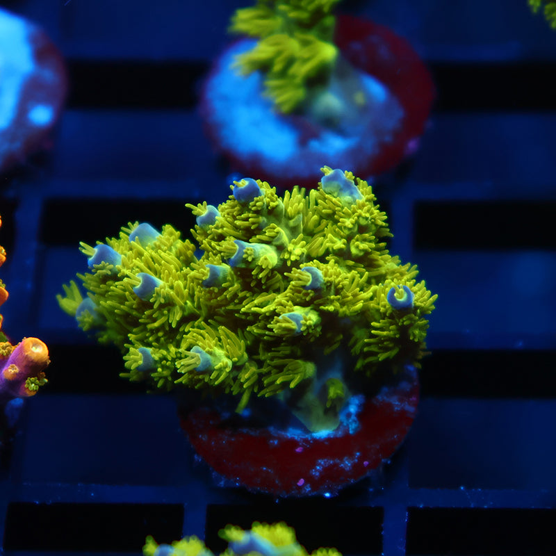 RRC Marvin The Martian