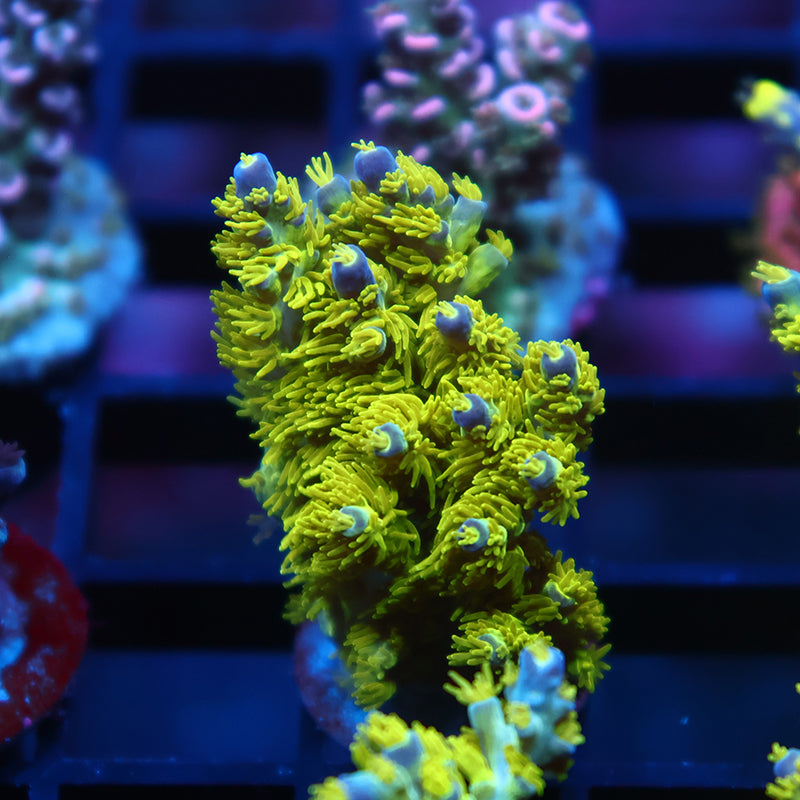 RRC Marvin The Martian