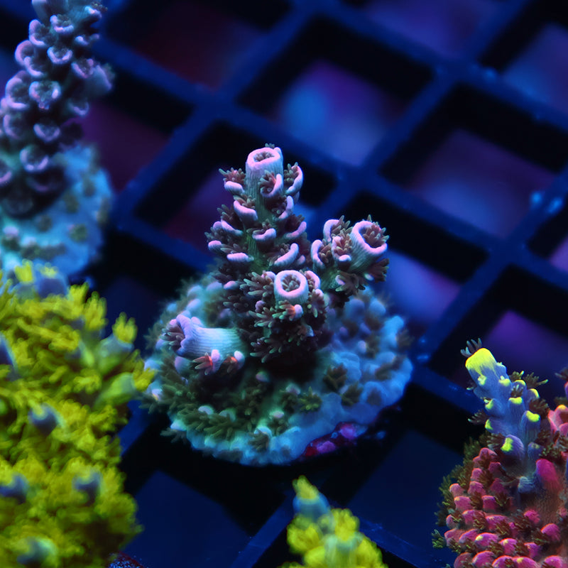 TCK Devastator Malaysia Tenuis