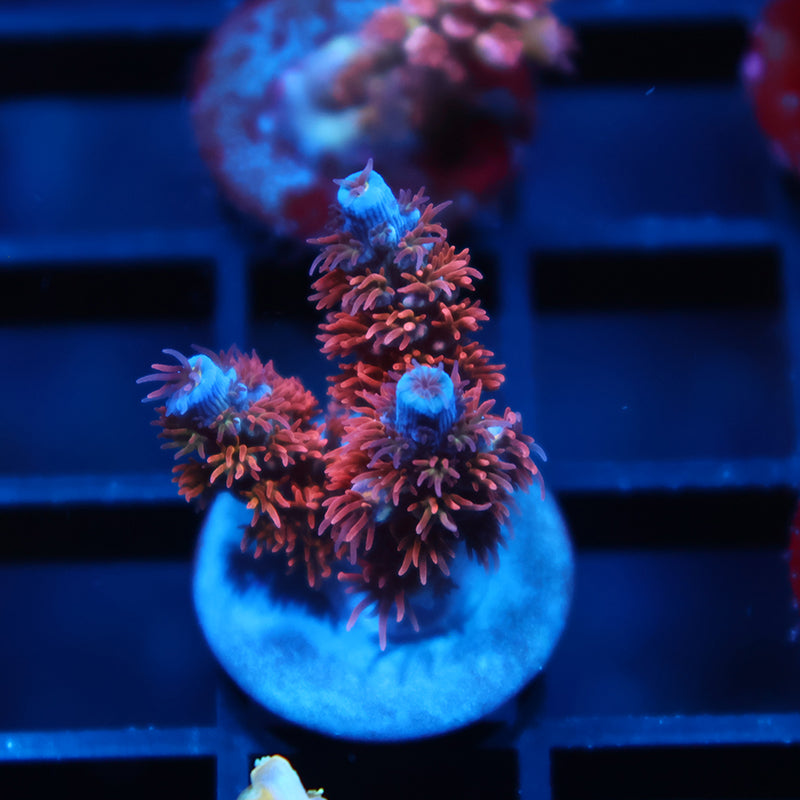 TCK Ultimate Passion