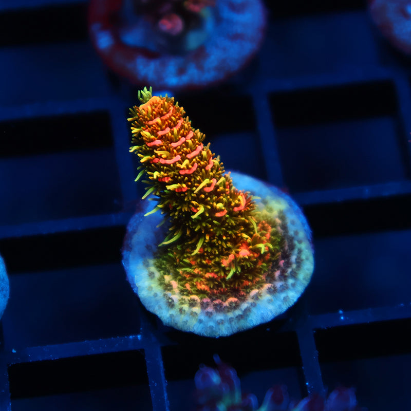 JF Solar Flare Milli