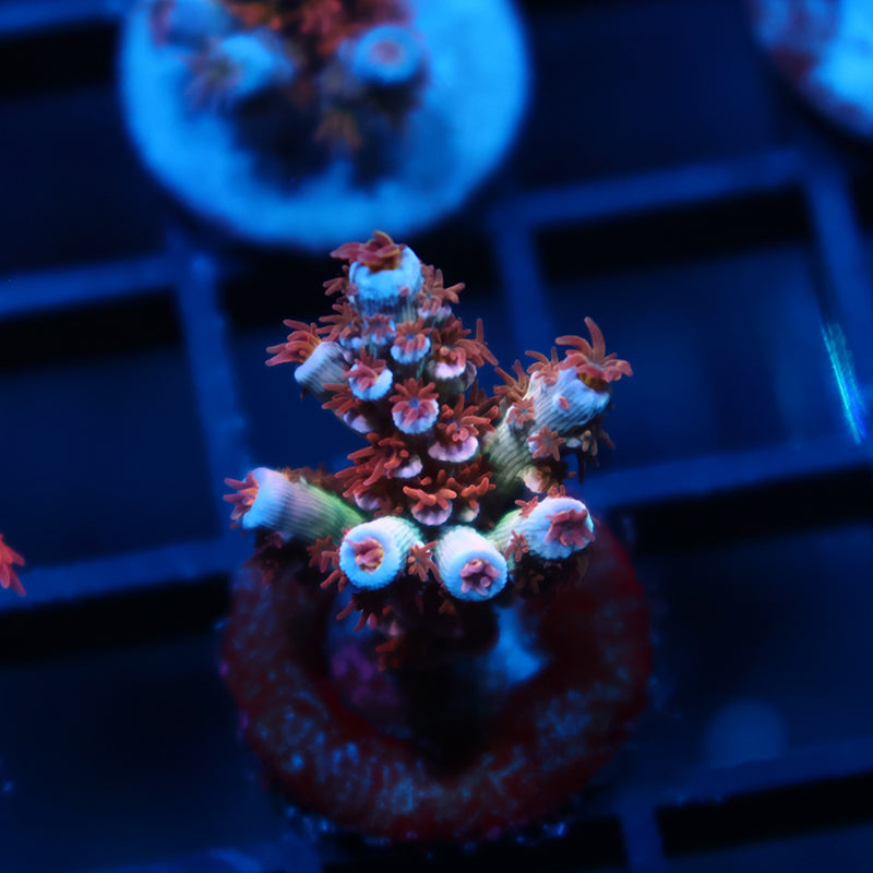 TCK Pink Fire Tenuis