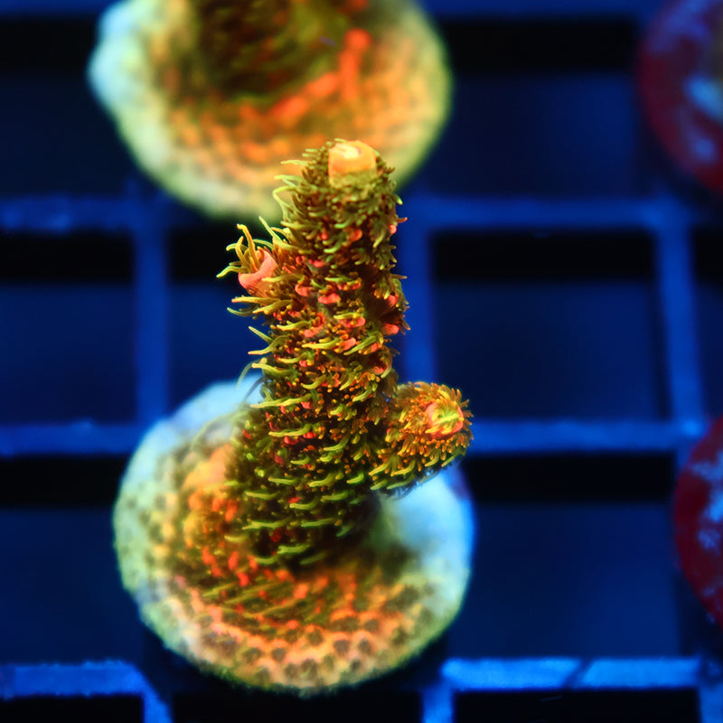 JF Solar Flare Milli