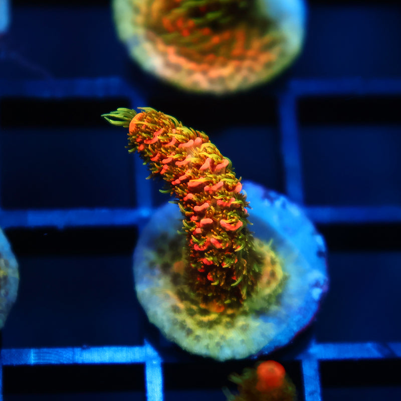 JF Solar Flare Milli