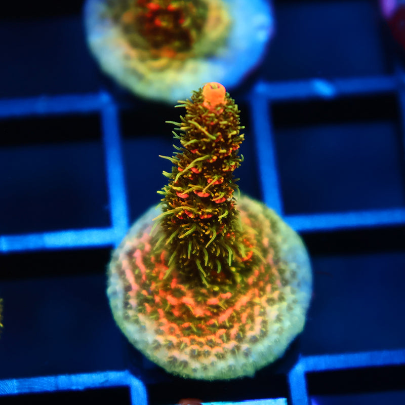 JF Solar Flare Milli