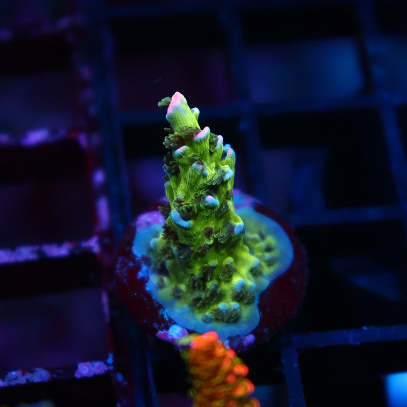 TCK Pink Highlighter Tenuis