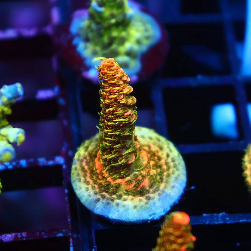 JF Solar Flare Milli