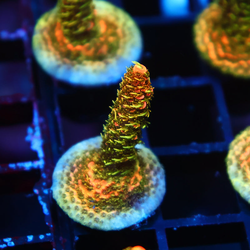 JF Solar Flare Milli