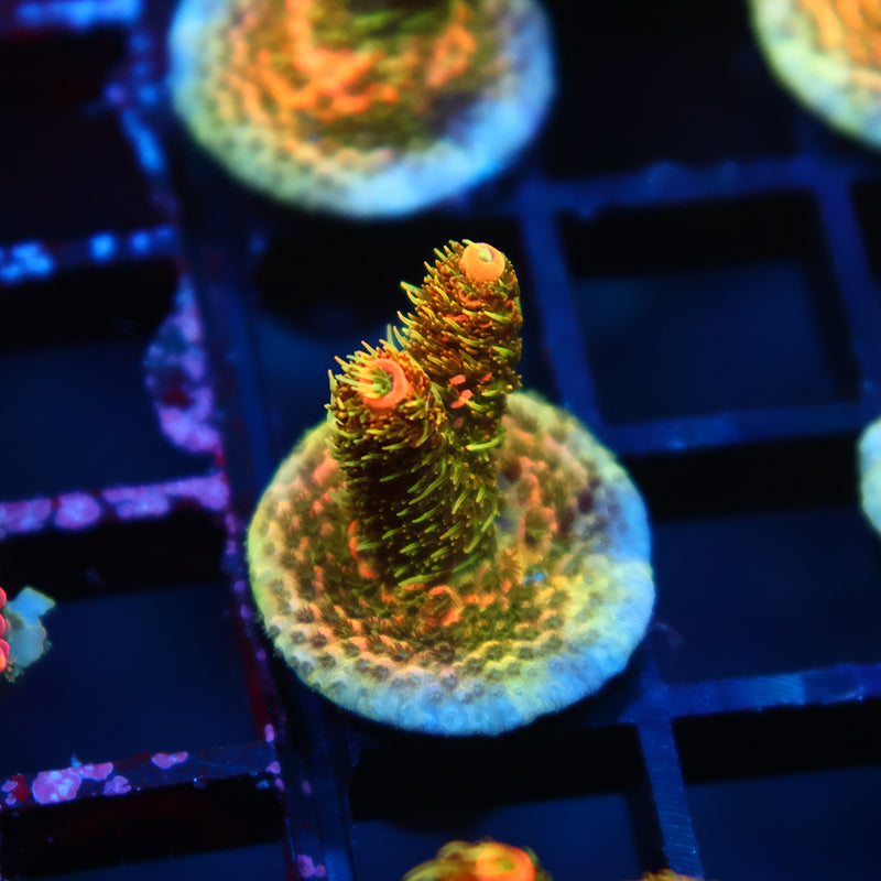 JF Solar Flare Milli