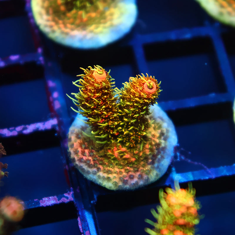 JF Solar Flare Milli