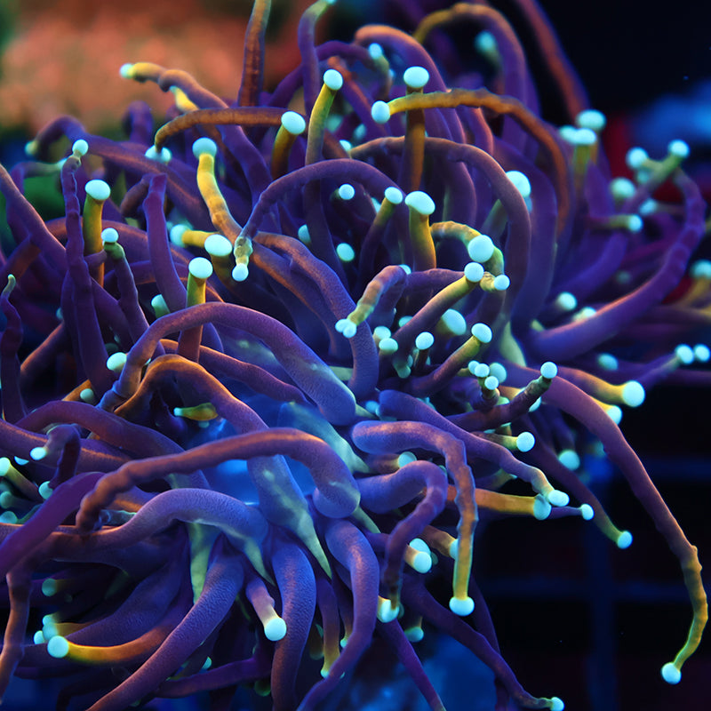 TCK Insane Long Tentacle Indo Gold Torch