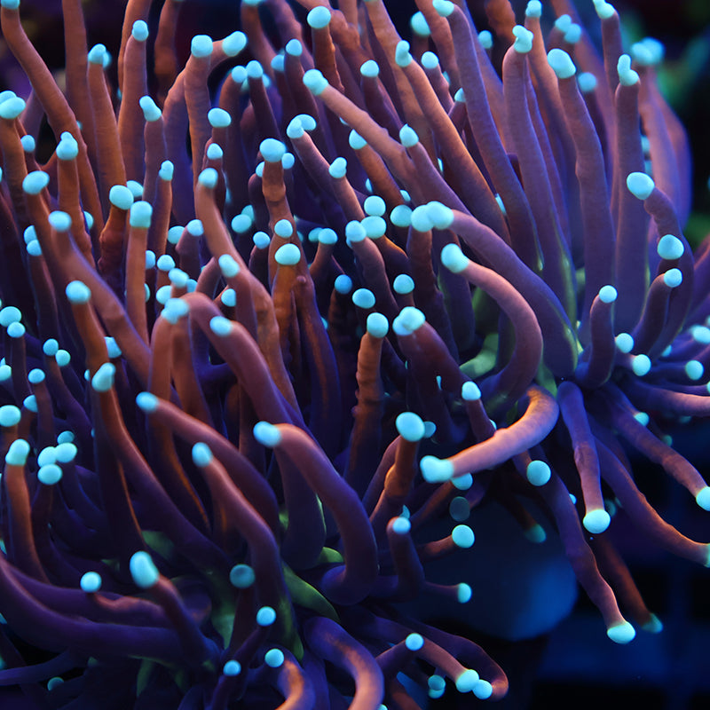 Lg TCK White Tips Indo Gold Torc