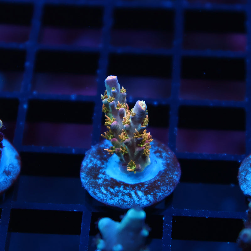 TCK Grafted Kaleidoscope