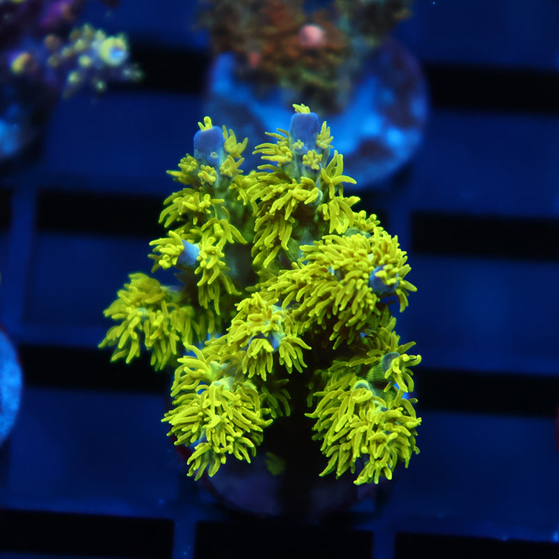 RRC Marvin The Martian