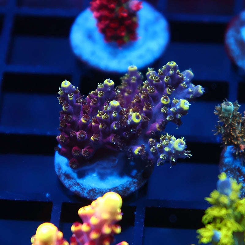 TCK Birthday Cake Acro