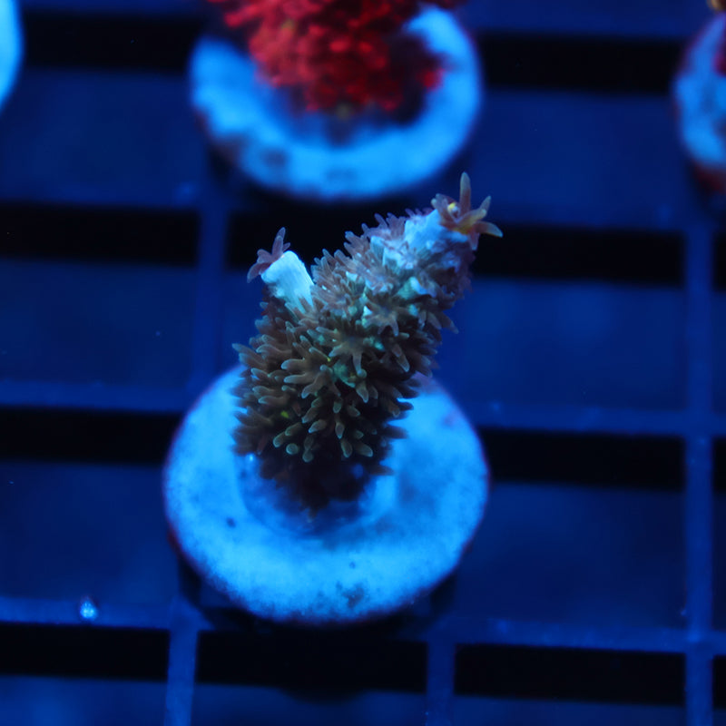 TCK Avalanche Tenuis