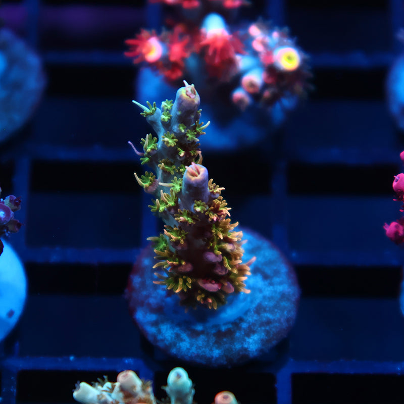 TCK Grafted Kaleidoscope