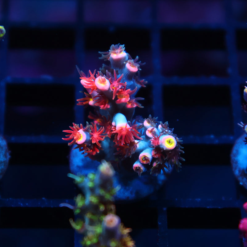 Insane TCK Hot Tamale Speciosa