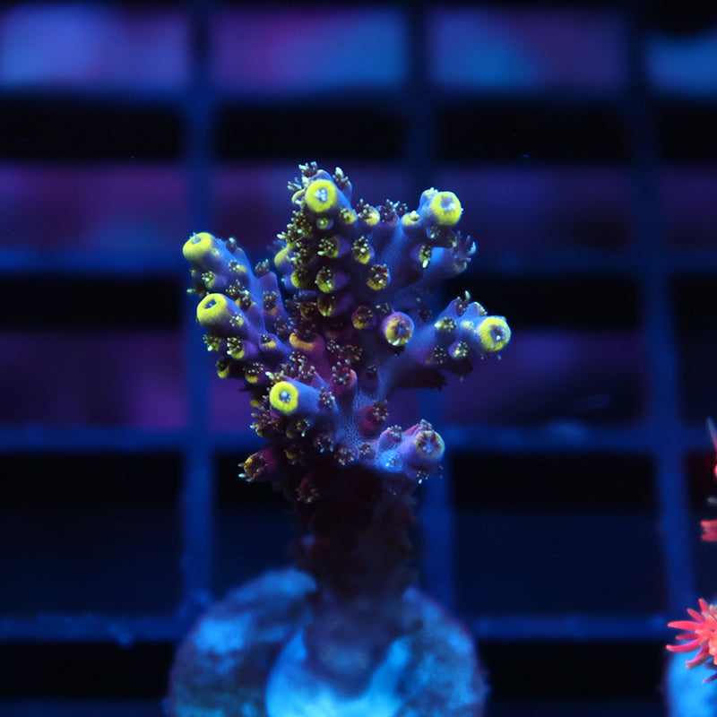 TCK Birthday Cake Acro